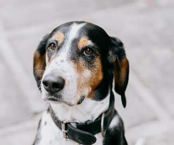 Screebe House (adults Only) 4*